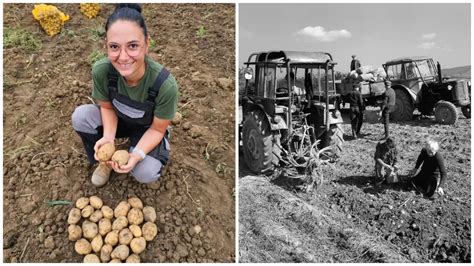 Ilustračná fotografia špekáčikov a zemiakov