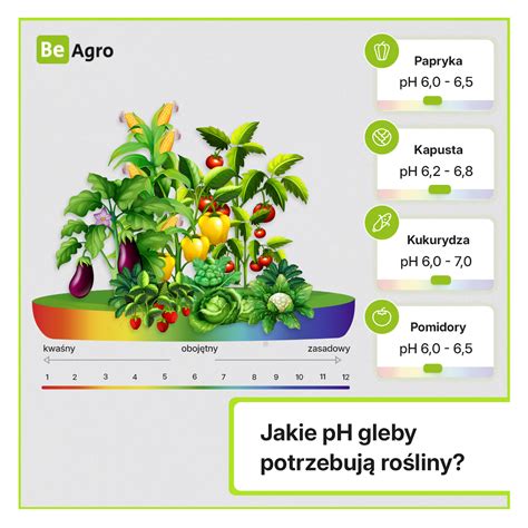 Infografika: Optimálne pH a hnojenie kapusty