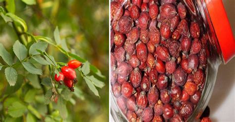 Šípky ako základ omáčky