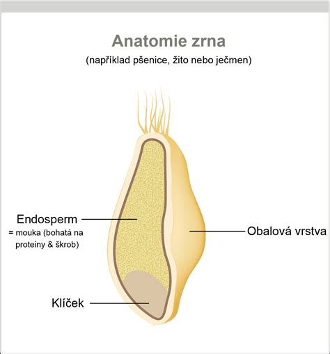 Ilustrácia celého pšeničného zrna a jeho častí