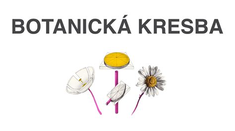 botanická kresba kostihoja lekárskeho