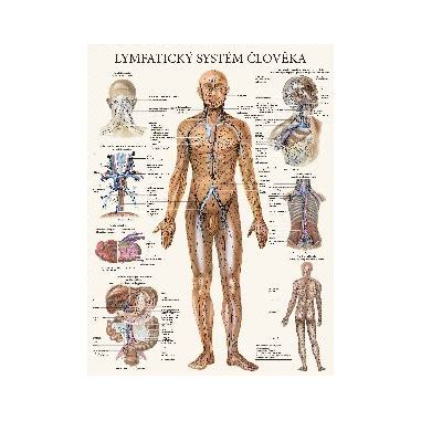 Mapa lymfatického systému