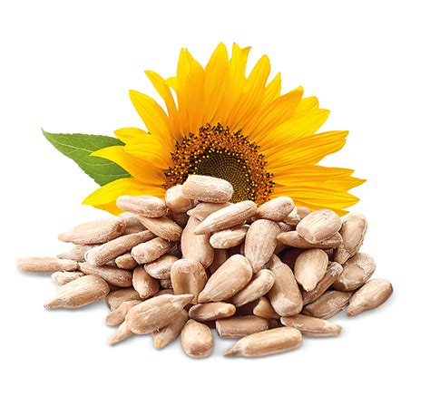 Zrná obilnín a slnečnicové semienka