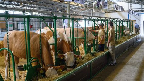 Omaľovánka kravičky