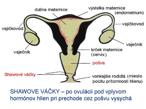 Schéma trávenia laktózy v tele