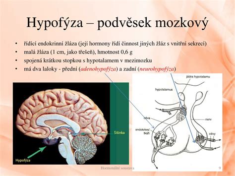 Štruktúra hypotalamu a hypofýzy