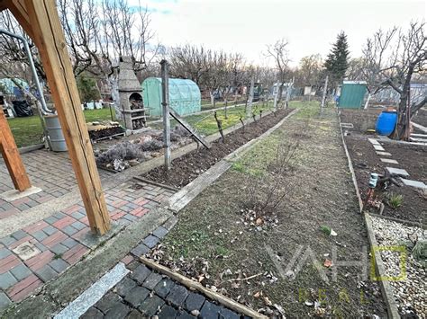 záhradka s rastlinami batatov