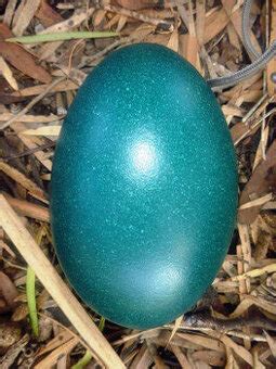 Zelené vajce emu