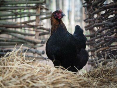Vajcia plemena Marans