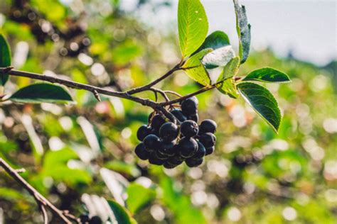 Zloženie hrášku a jeho benefity pre zdravie