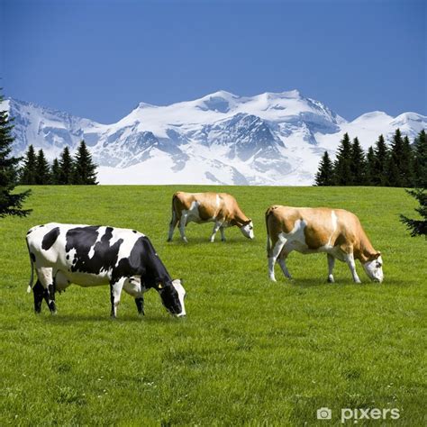 Ilustračná fotografia kravy na pastve