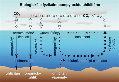 Bublinky oxidu uhličitého na vajíčku v octe