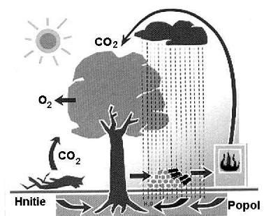 Schéma kolobehu uhlíka v prírode vrátane CO2