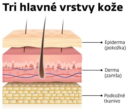 Štruktúra ľudskej pokožky a jej potreby