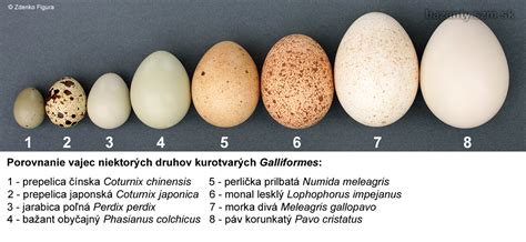 Porovnanie veľkostí rôznych druhov vajec