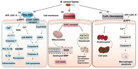 Schéma pôsobenia toxínu Bacillus cereus