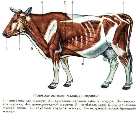 Anatomia kravy