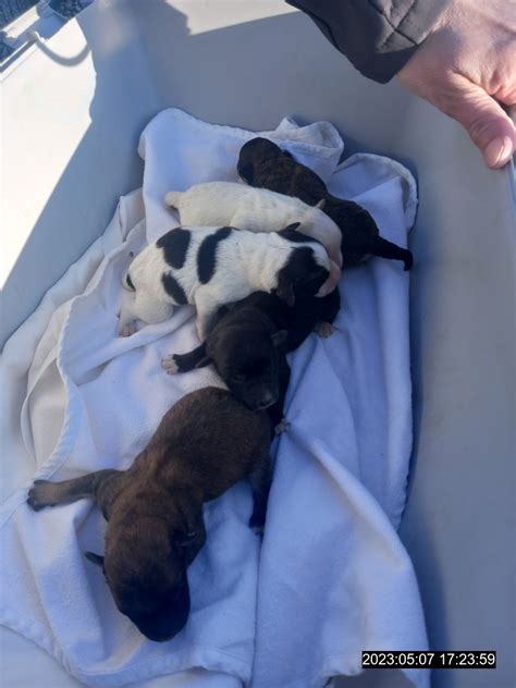 Ilustrácia starostlivej matky psa s novorodenými šteniatkami