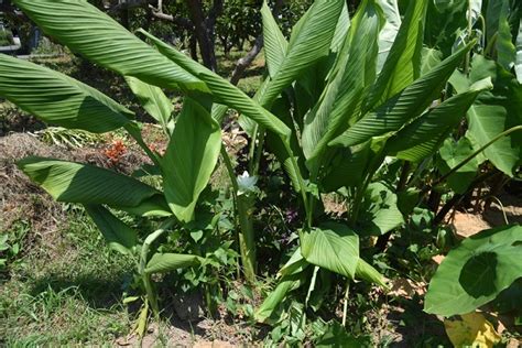 Rastlina kurkumy s listami a podzemkami