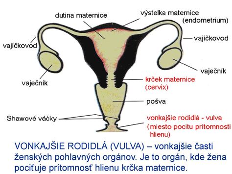 Anatomické znázornenie ženských reprodukčných orgánov