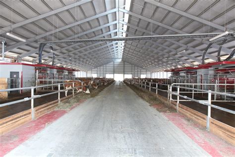Ilustračná fotografia dojnice na slovenskom pasienku