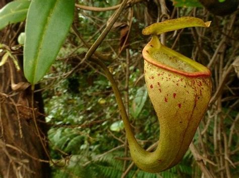 Nepenthes - krčiažnik
