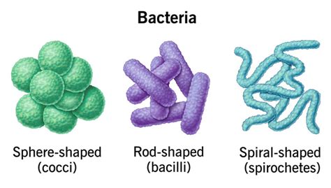 Ilustrácia baktérie MRSA