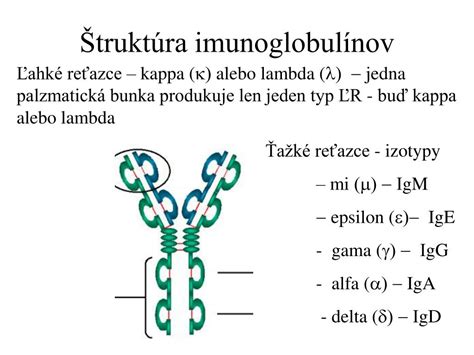 štruktúra imunoglobulínov