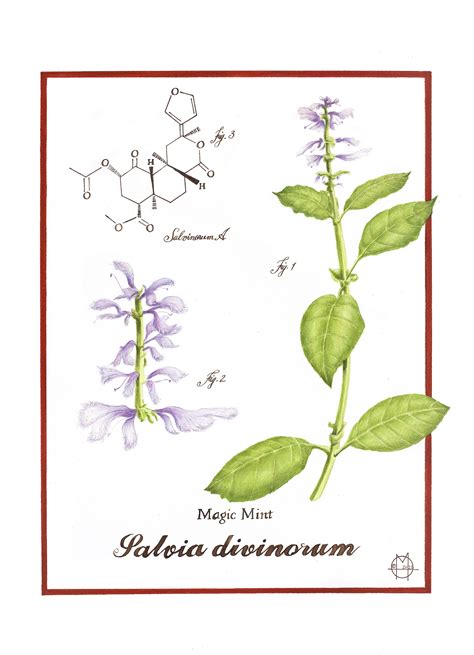 Ilustrácia rastliny Salvia divinorum s detailmi listov a kvetov