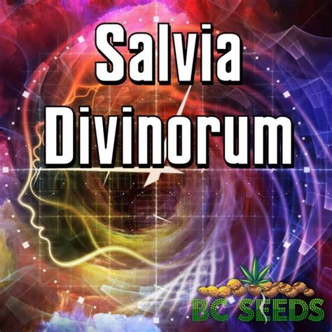 Mapa zobrazujúca pôvodnú oblasť výskytu Salvia divinorum