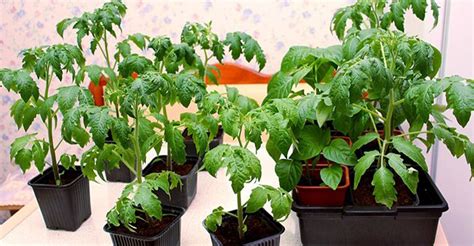 Otužovanie priesad paradajok