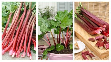 Rebarbora v koláči