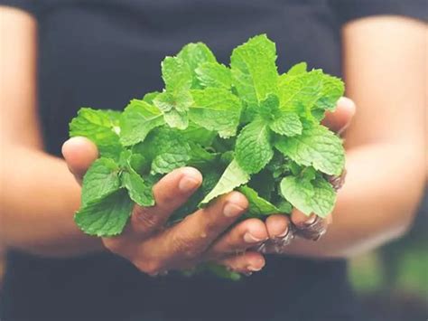 Fotografia čerstvých lístkov mäty