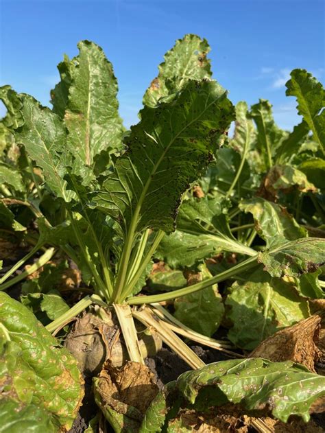 Ilustrácia listov cukrovej repy napadnutých cerkosporiózou