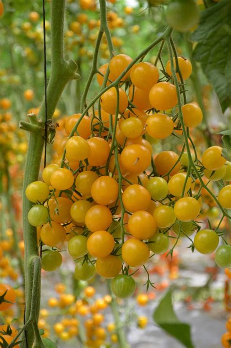 Rôzne odrody žltých cherry paradajok