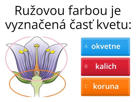 Obal slnečnicového kvetu s mnohými semienkami