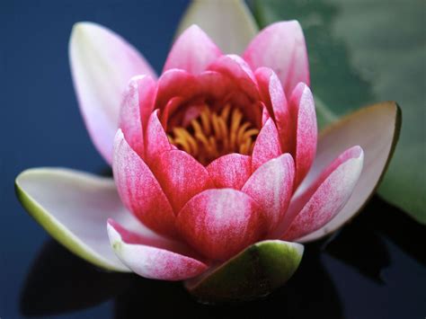 lotosový kvet v rôznych fázach rastu