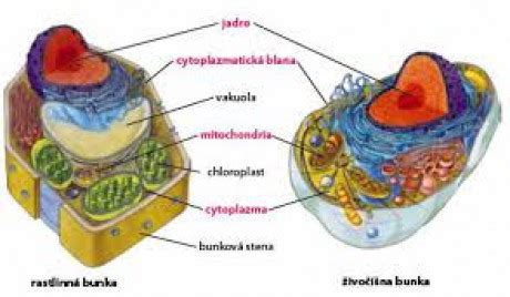 Štruktúra rastlinnej bunky