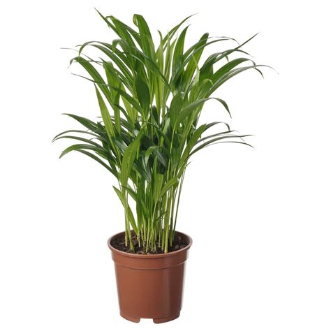 Kari rastlina v kvetináči