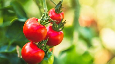 Čerstvé paradajky pripravené na spracovanie