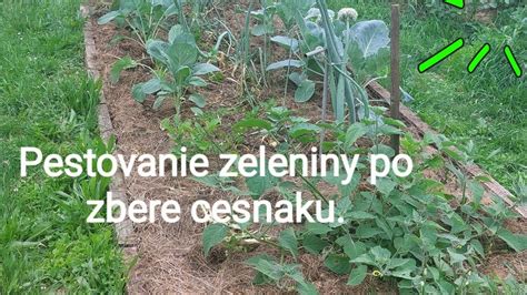 Záhon s rôznymi druhmi zeleniny po zbere cesnaku