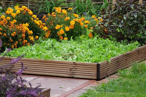 Zelené hnojenie na záhone