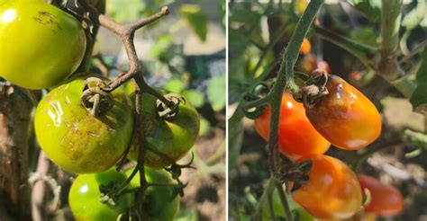Fungicíd AGRO Choroby paradajok a uhoriek STOP