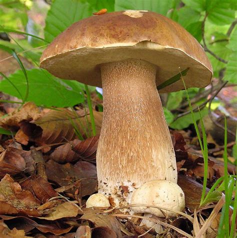 Hríb dubový s charakteristickou sieťovanou nohou