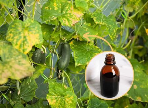 Infografika zobrazujúca škodcov a choroby uhoriek