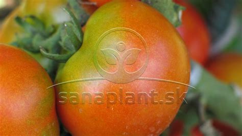 Porovnanie hybridných a nehybridných rastlín rajčiaka