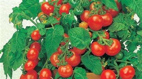 Rozdiel medzi kolíkovými a kríčkovými rajčinami