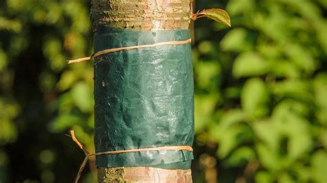 Ochrana rastlín pred chorobami