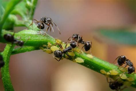 Mravce a vošky na rastline