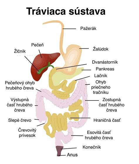 Anatómia močovej trubice